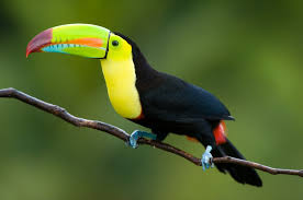 The Keel Billed Toucan
